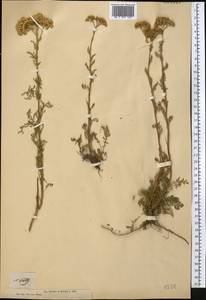 Achillea nobilis L., Middle Asia, Muyunkumy, Balkhash & Betpak-Dala (M9) (Kazakhstan)