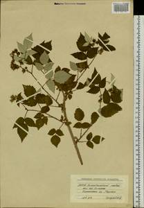 Rubus sachalinensis H. Lév., Siberia, Yakutia (S5) (Russia)