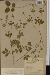 Drymocallis malacophylla (Borbás) Kurtto, Western Europe (EUR) (Serbia)