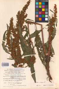 Rumex crispus L., Eastern Europe, Central region (E4) (Russia)