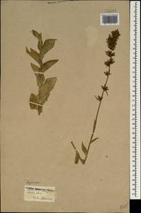 Asyneuma campanuloides (M.Bieb. ex Sims) Bornm., Caucasus (no precise locality) (K0)