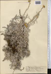 Helichrysum arenarium (L.) Moench, Middle Asia, Muyunkumy, Balkhash & Betpak-Dala (M9) (Kazakhstan)