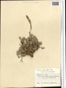 Smelowskia calycina (Stephan) C.A. Mey., Middle Asia, Northern & Central Tian Shan (M4) (Kazakhstan)