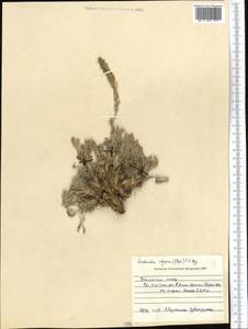 Smelowskia calycina (Stephan ex Willd.) C. A. Mey., Middle Asia, Northern & Central Tian Shan (M4) (Kazakhstan)