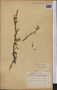 Prosopis laevigata (Willd.)M.C.Johnst., America (AMER) (Brazil)