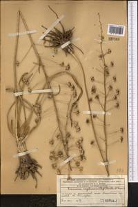 Eremurus soogdianus (Regel) Benth. & Hook.f., Middle Asia, Western Tian Shan & Karatau (M3) (Kazakhstan)