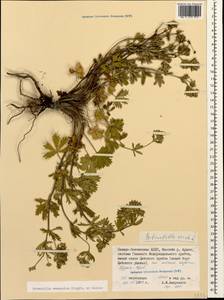 Potentilla radiata Lehm., Caucasus, North Ossetia, Ingushetia & Chechnya (K1c) (Russia)