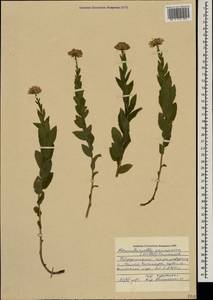 Kemulariella caucasica (Willd.) Tamamsch., Caucasus, Stavropol Krai, Karachay-Cherkessia & Kabardino-Balkaria (K1b) (Russia)