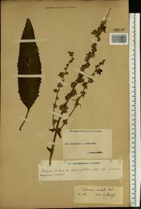 Verbascum chaixii subsp. orientale (M. Bieb.) Hayek, Eastern Europe, Middle Volga region (E8) (Russia)