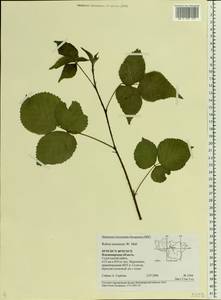 Rubus nessensis Hall, Eastern Europe, Central region (E4) (Russia)