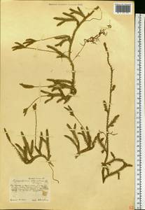 Lycopodium clavatum L., Eastern Europe, Central forest-and-steppe region (E6) (Russia)