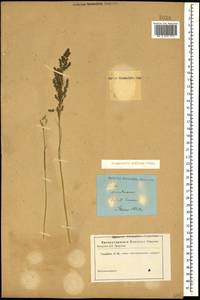 Eragrostis collina Trin., Caucasus, Stavropol Krai, Karachay-Cherkessia & Kabardino-Balkaria (K1b) (Russia)