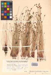 Eleocharis kamtschatica (C.A.Mey.) Kom., Siberia, Russian Far East (S6) (Russia)