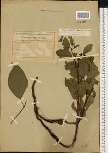 Cornus sericea L., Eastern Europe, North-Western region (E2) (Russia)