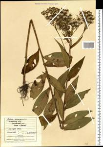 Senecio nemorensis L., Eastern Europe, West Ukrainian region (E13) (Ukraine)