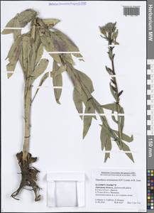 Oenothera × ersteinensis H.P.Linder & R.Jean, Eastern Europe, Central forest-and-steppe region (E6) (Russia)