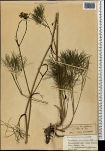 Peucedanum longifolium Waldst. & Kit., Caucasus, Black Sea Shore (from Novorossiysk to Adler) (K3) (Russia)