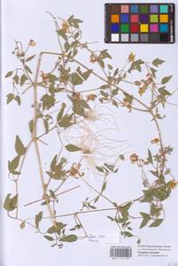 Clematis orientalis L., Eastern Europe, Lower Volga region (E9) (Russia)