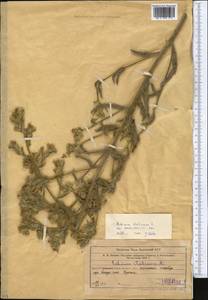 Echium italicum, Middle Asia, Western Tian Shan & Karatau (M3) (Uzbekistan)