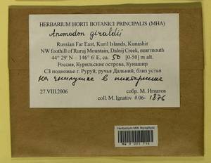 Pseudanomodon giraldii (Müll. Hal.) Ignatov & Fedosov, Bryophytes, Bryophytes - Russian Far East (excl. Chukotka & Kamchatka) (B20) (Russia)