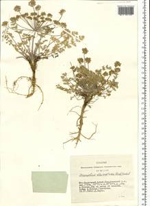 Stenocoelium athamantoides (M. Bieb.) Ledeb., Siberia, Altai & Sayany Mountains (S2) (Russia)