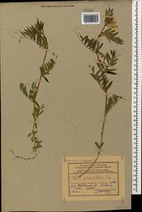 Vicia grandiflora Scop., Caucasus, Azerbaijan (K6) (Azerbaijan)