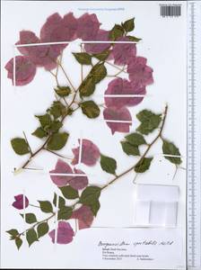 Bougainvillea spectabilis Willd., South Asia, South Asia (Asia outside ex-Soviet states and Mongolia) (ASIA) (Israel)