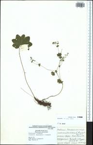 Alchemilla micans Buser, Eastern Europe, Central region (E4) (Russia)