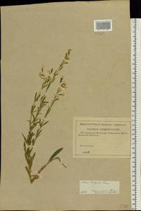 Silene tatarica (L.) Pers., Eastern Europe, Central region (E4) (Russia)