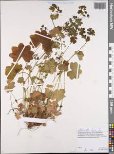 Alchemilla hians Juz., Eastern Europe, Eastern region (E10) (Russia)