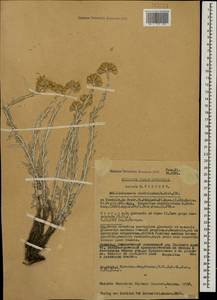 Cladochaeta candissima (M. Bieb.) DC., Caucasus, Georgia (K4) (Georgia)