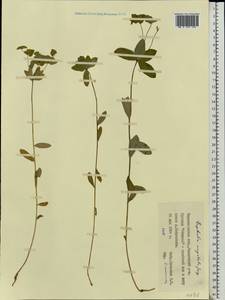 Euphorbia angulata Jacq., Eastern Europe, West Ukrainian region (E13) (Ukraine)