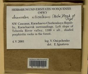 Anomodon viticulosus (Hedw.) Hook. & Taylor, Bryophytes, Bryophytes - North Caucasus & Ciscaucasia (B12) (Russia)