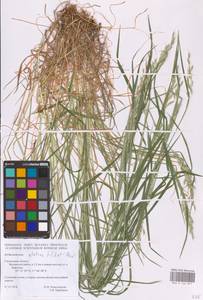 Arrhenatherum elatius (L.) P.Beauv. ex J.Presl & C.Presl, Eastern Europe, Western region (E3) (Russia)
