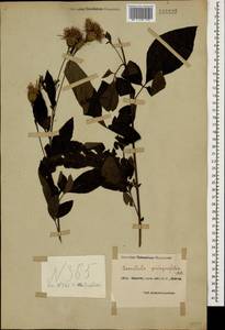 Klasea quinquefolia (Willd.) Greuter & Wagenitz, Caucasus, Black Sea Shore (from Novorossiysk to Adler) (K3) (Russia)