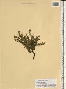 Spirobassia hirsuta (L.) Freitag & G. Kadereit, Eastern Europe, Lower Volga region (E9) (Russia)