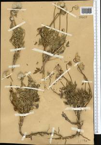 Clematis tangutica (Maxim.) Korsh., Middle Asia, Pamir & Pamiro-Alai (M2)