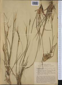 Heteropogon contortus (L.) P.Beauv. ex Roem. & Schult., Western Europe (EUR) (Italy)