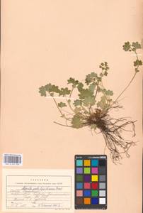 Alchemilla micans Buser, Eastern Europe, Moscow region (E4a) (Russia)