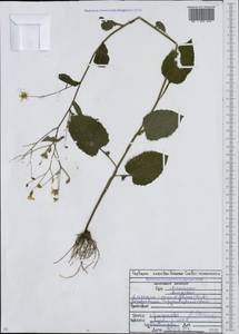 Lapsana communis subsp. grandiflora (M. Bieb.) P. D. Sell, Caucasus, North Ossetia, Ingushetia & Chechnya (K1c) (Russia)