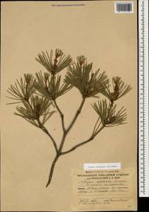 Pinus sylvestris var. hamata Steven, Caucasus, South Ossetia (K4b) (South Ossetia)