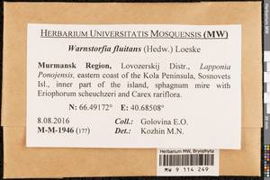 Warnstorfia fluitans (Hedw.) Loeske, Bryophytes, Bryophytes - Karelia, Leningrad & Murmansk Oblasts (B4) (Russia)
