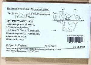 Ptilidium pulcherrimum (Weber) Vain., Bryophytes, Bryophytes - Middle Russia (B6) (Russia)