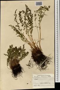 Woodsia ilvensis (L.) R.Br., Mongolia (MONG) (Mongolia)