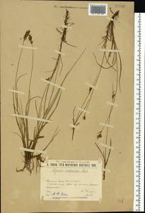 Blysmus compressus (L.) Panz. ex Link, Eastern Europe, Middle Volga region (E8) (Russia)