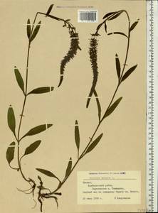Veronica spicata L., Eastern Europe, Latvia (E2b) (Latvia)