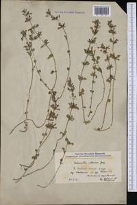 Clinopodium alpinum subsp. majoranifolium (Mill.) Govaerts, Western Europe (EUR) (North Macedonia)