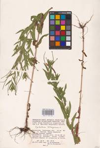 Epilobium tetragonum L., Middle Asia, Caspian Ustyurt & Northern Aralia (M8) (Kazakhstan)