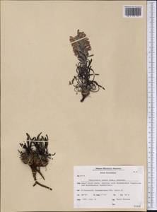 Pedicularis lanata Willd. ex Cham. & Schltdl., America (AMER) (Greenland)