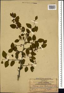 Paliurus spina-christi Mill., Caucasus, Azerbaijan (K6) (Azerbaijan)